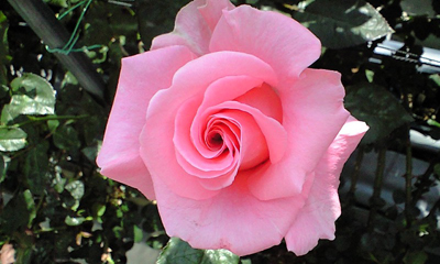 バラ 薔薇 植物資料集 Key 雑学事典