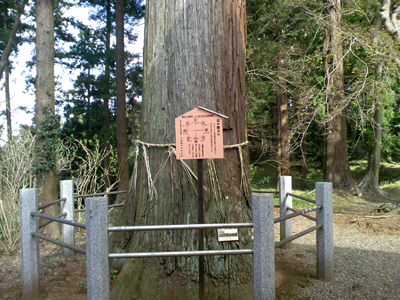 高蔵寺の鎌足杉