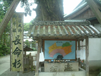 極楽寺の長命杉
