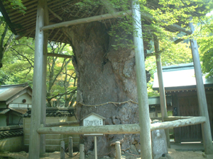 白猴欅の巨木